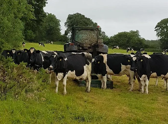 Tir Na Nog 住宿加早餐酒店 *